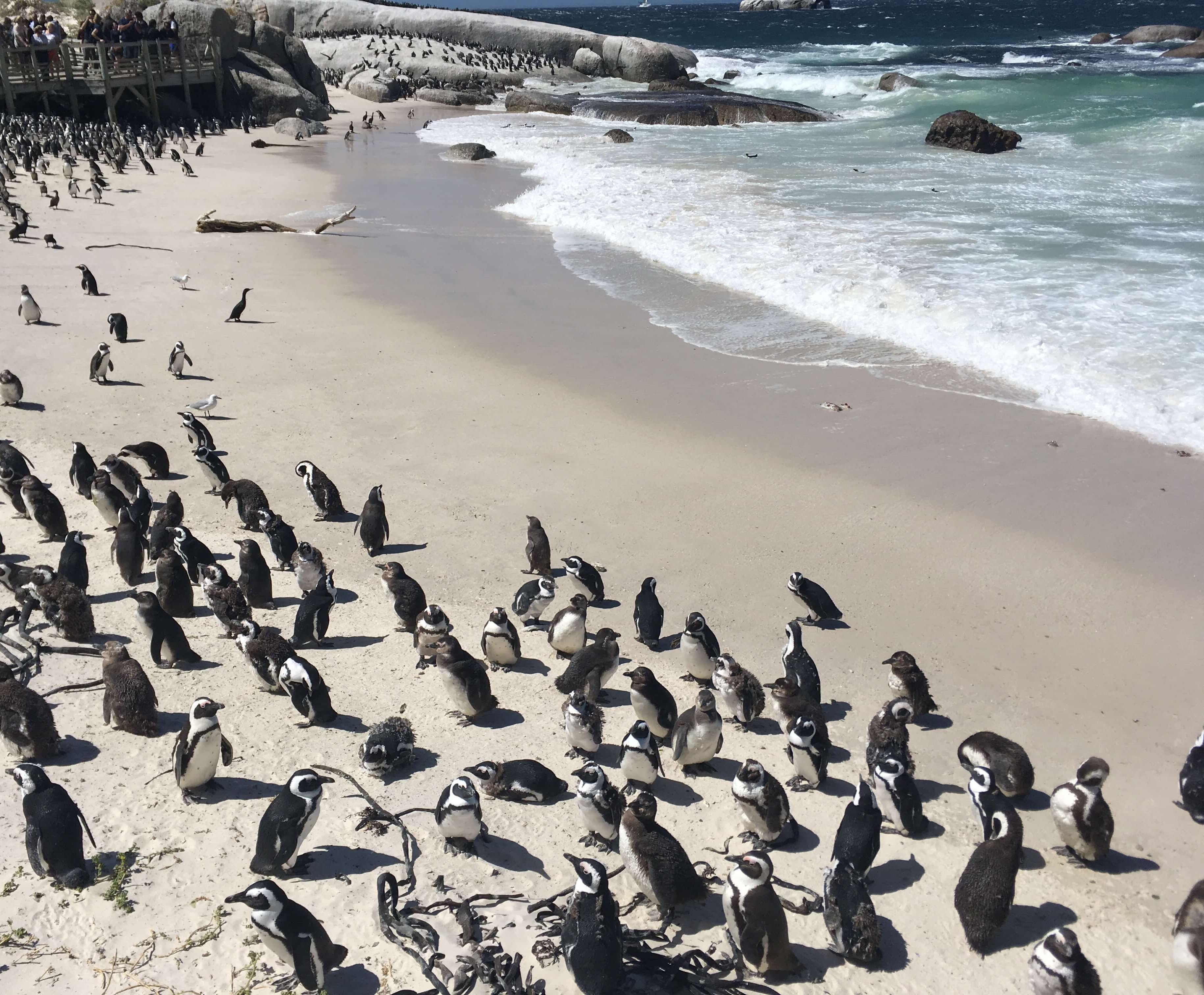 penguins in south africa