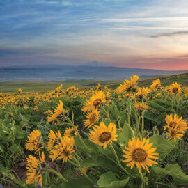 Arrowleaf Balsamroot at Columbia Hills State Park