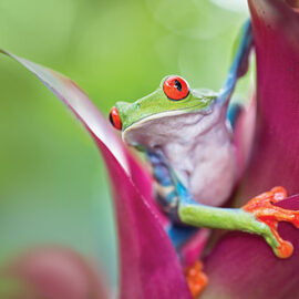 red_eyed_treefrog_311971901ss