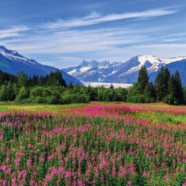 Mendenhall_Glacier_498296158iS