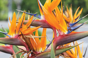 Bunch of Strelitzia flowers