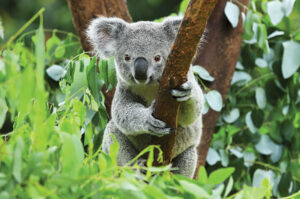 Koala