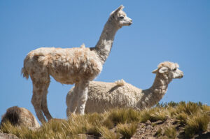 Llamas in Peru