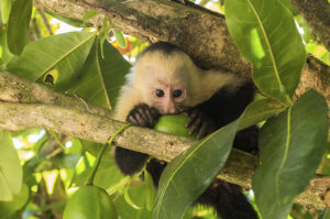 Costa Rican Capuchin Monkey