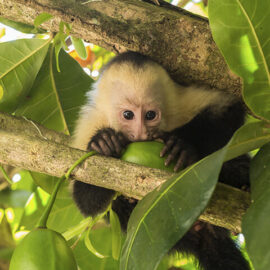 Main_Capuchin_Costa_Rica Capuchin Monkey