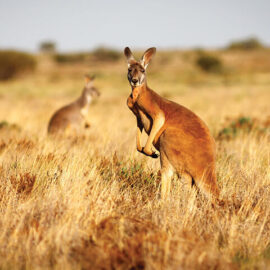 Main_Kangaroo_Australia Australian Kangaroo