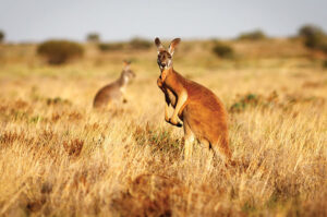Australian Kangaroo