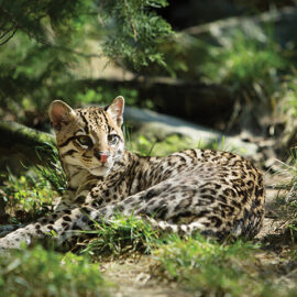 Main_Ocelot_Brazil Brazilian Ocelot