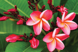 French Polynesian Plymeria