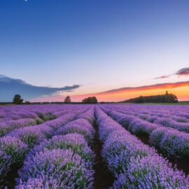 Main_Provence