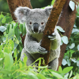 Koala