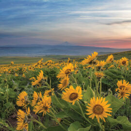 The Dalles