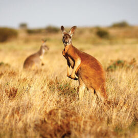 Kangaroos