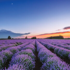 Provence