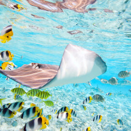 Stingray