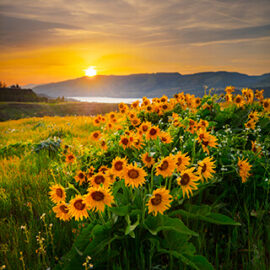 Columbia River Wildflowers Rowena.