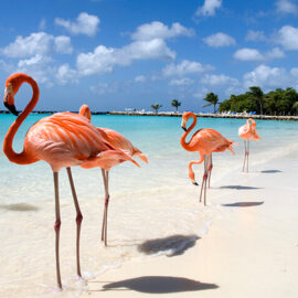 Flamingos on the Beach
