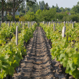 Vineyard in Pauillac
