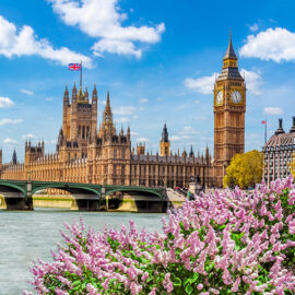 Blooming tree in spring in Hyde park, London, UK